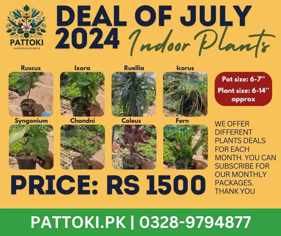 Rooting Powder A.A 50 Grams- Buy Online at Pattoki.Pk